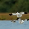 Tenkozobec opacny - Recurvirostra avosetta - Pied Avocet 6430u